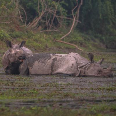 Rhino With Baby At Chitwan National Park